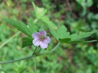 Герань сибирская – G. sibiricum L.