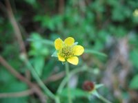 Гравилат городской – Geum urbanum L.