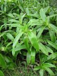 Золотой ус (каллизия душистая) - Callisia fragrans