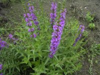 Дербенник иволистный – Lythrum salicaria L. - фото