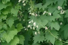 Диоскорея ниппонская – Dioscorea nipponica M. - лиана с соцветиями