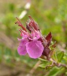 Дубровник обыкновенный – Teucrium chamedrus