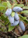 Жимолость съедобная – Lonicera edulis L.