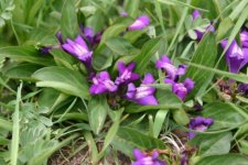 Истод тонколистный – Polygala tenuifolia L.