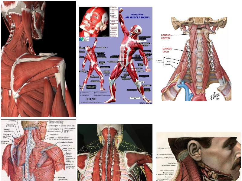 М'язова система muscular-system0.png