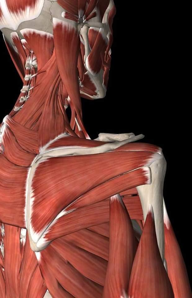М'язові системи muscular-system1.jpg