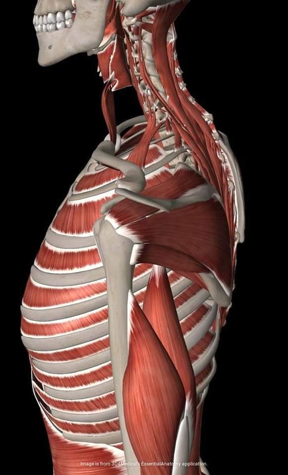 М'язові системи muscular-system10.jpg