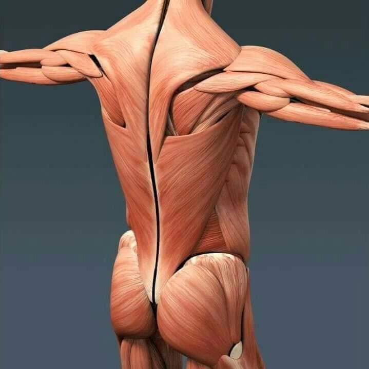 М'язові системи muscular-system101.jpg