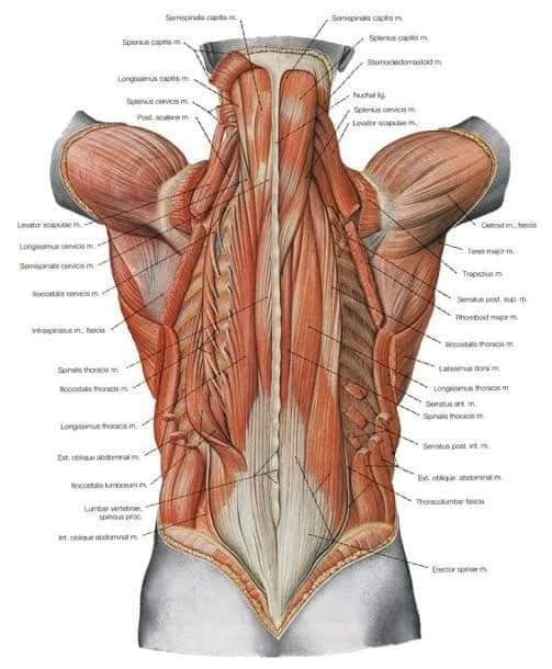 М'язові системи muscular-system102.jpg