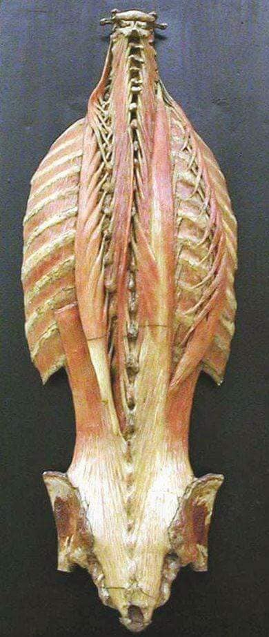 М'язові системи muscular-system103.jpg