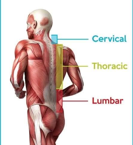 М'язові системи muscular-system104.jpg
