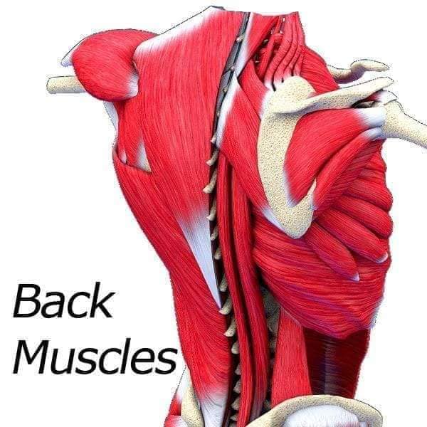 М'язові системи muscular-system105.jpg