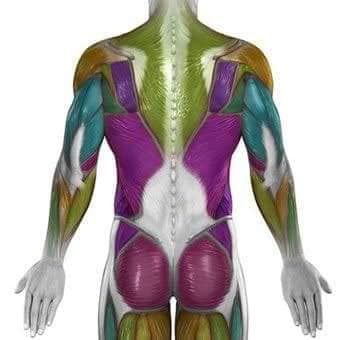 М'язові системи muscular-system106.jpg