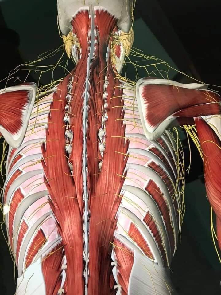 М'язові системи muscular-system107.jpg
