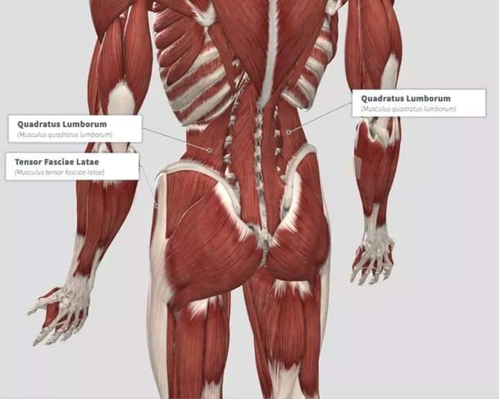М'язові системи muscular-system108.jpg