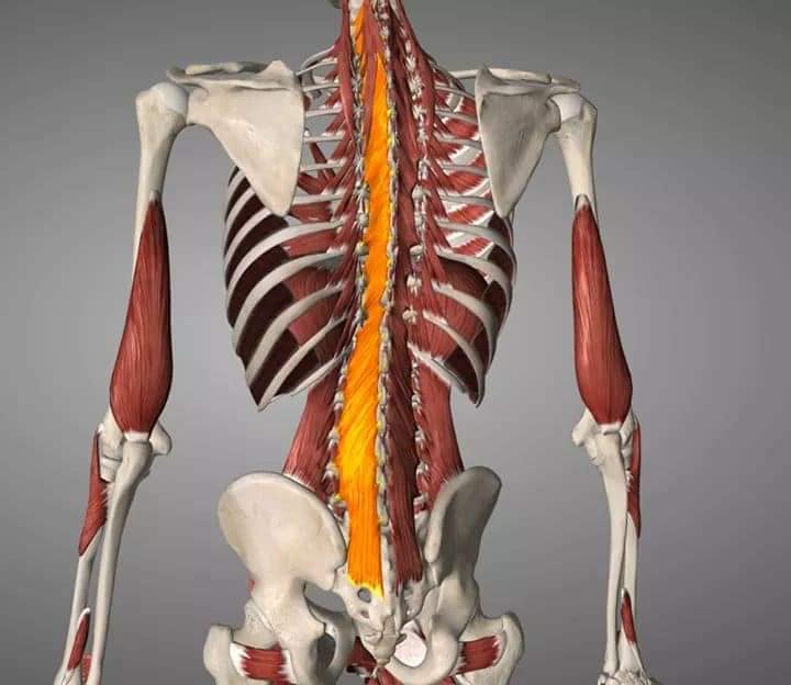 М'язові системи muscular-system109.jpg