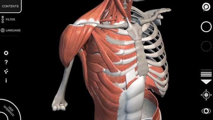 М'язові системи muscular-system11.jpg