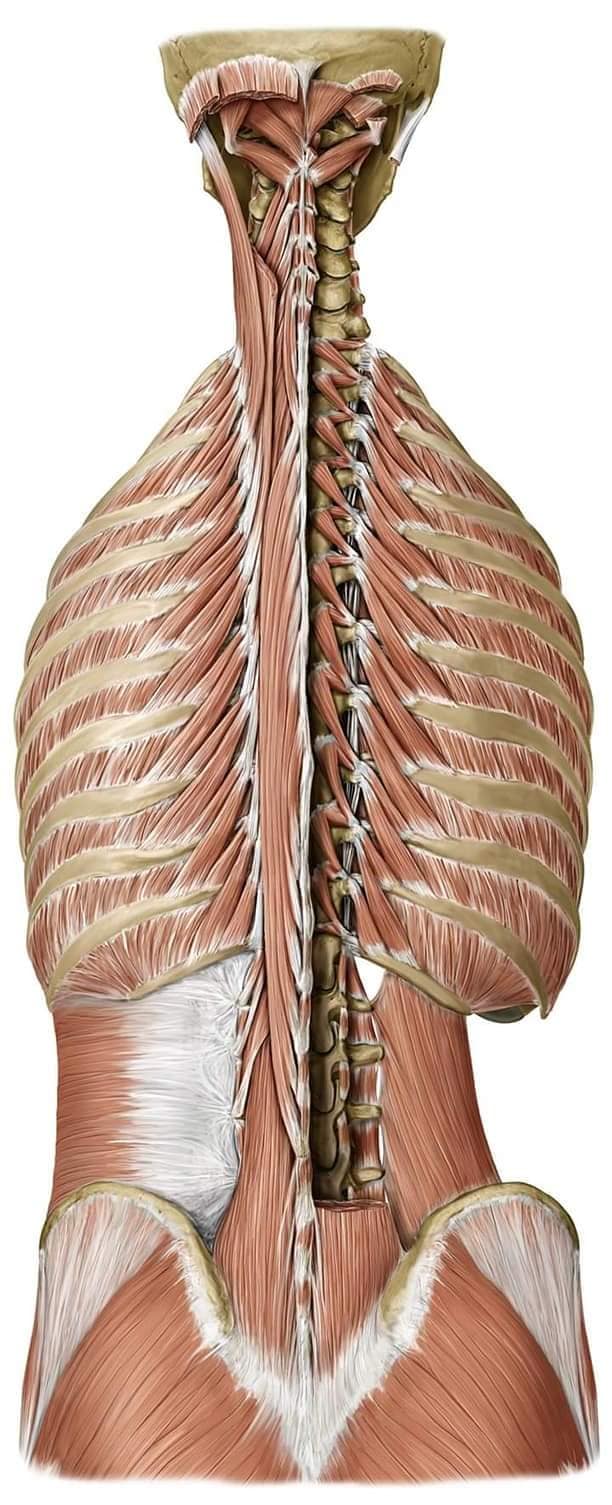 М'язові системи muscular-system110.jpg
