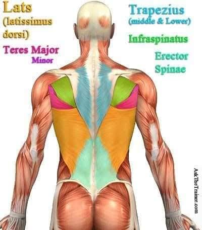 М'язові системи muscular-system111.jpg