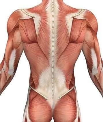 М'язові системи muscular-system112.jpg