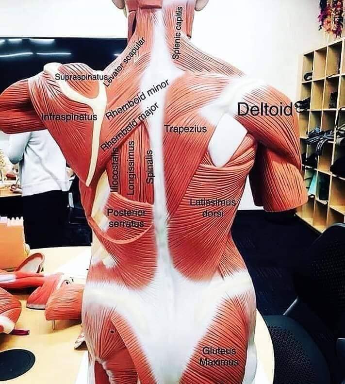 М'язові системи muscular-system114.jpg