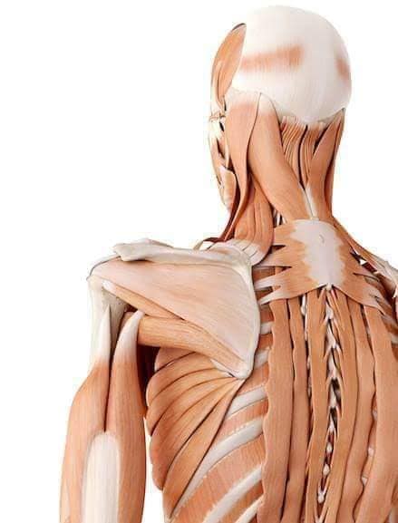 М'язові системи muscular-system115.jpg