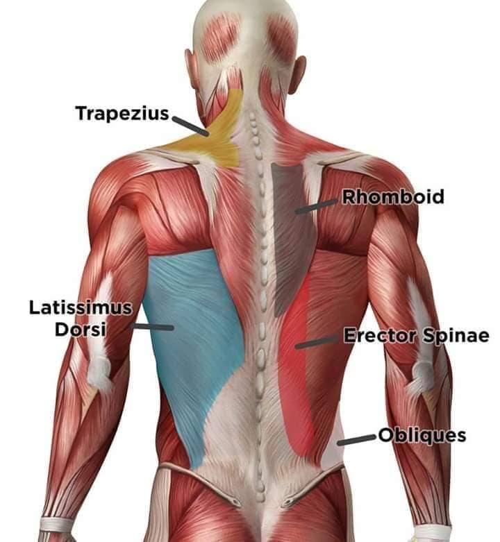 М'язові системи muscular-system116.jpg