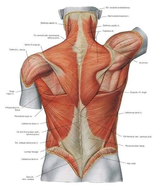 М'язові системи muscular-system117.jpg
