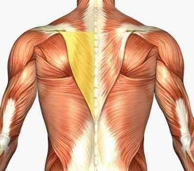 М'язові системи muscular-system119.jpg