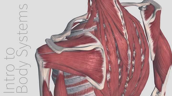 М'язові системи muscular-system12.jpg