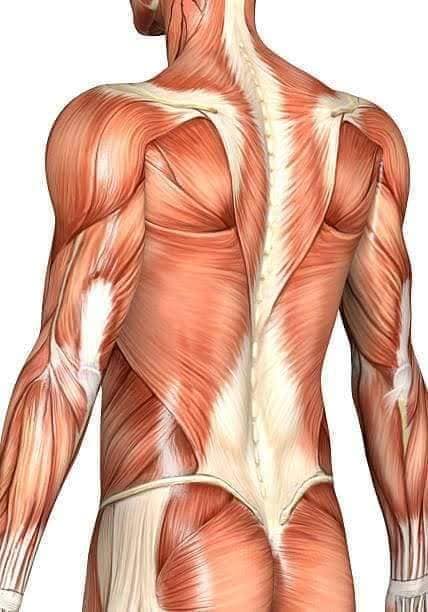 М'язові системи muscular-system120.jpg