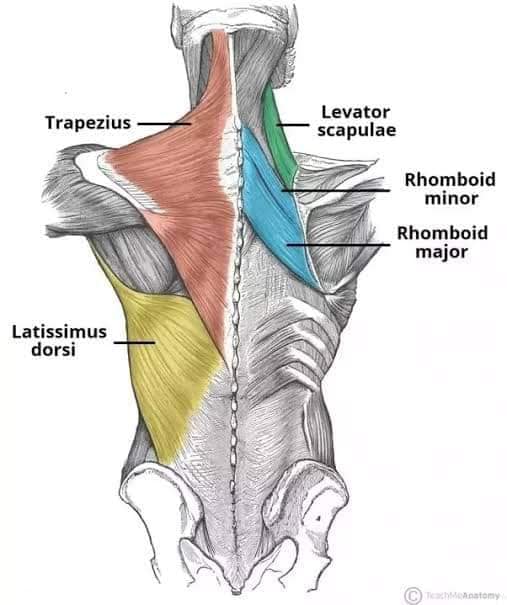 М'язові системи muscular-system121.jpg