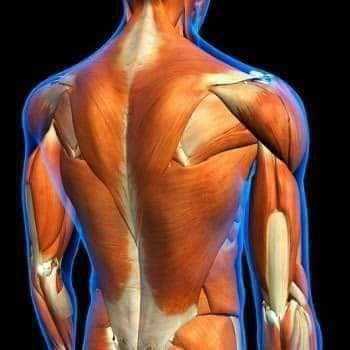 М'язові системи muscular-system123.jpg