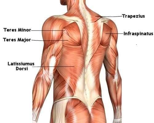 М'язові системи muscular-system124.jpg