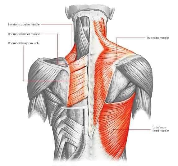 М'язові системи muscular-system125.jpg