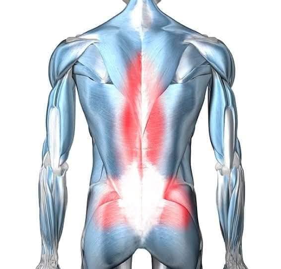 М'язові системи muscular-system126.jpg