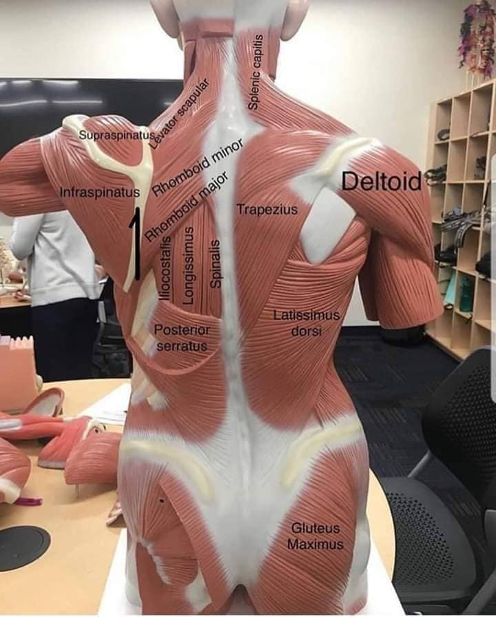 М'язові системи muscular-system127.jpg