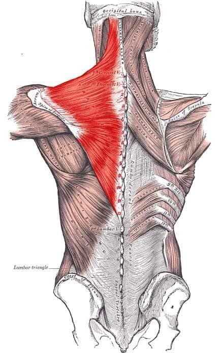 М'язові системи muscular-system128.jpg
