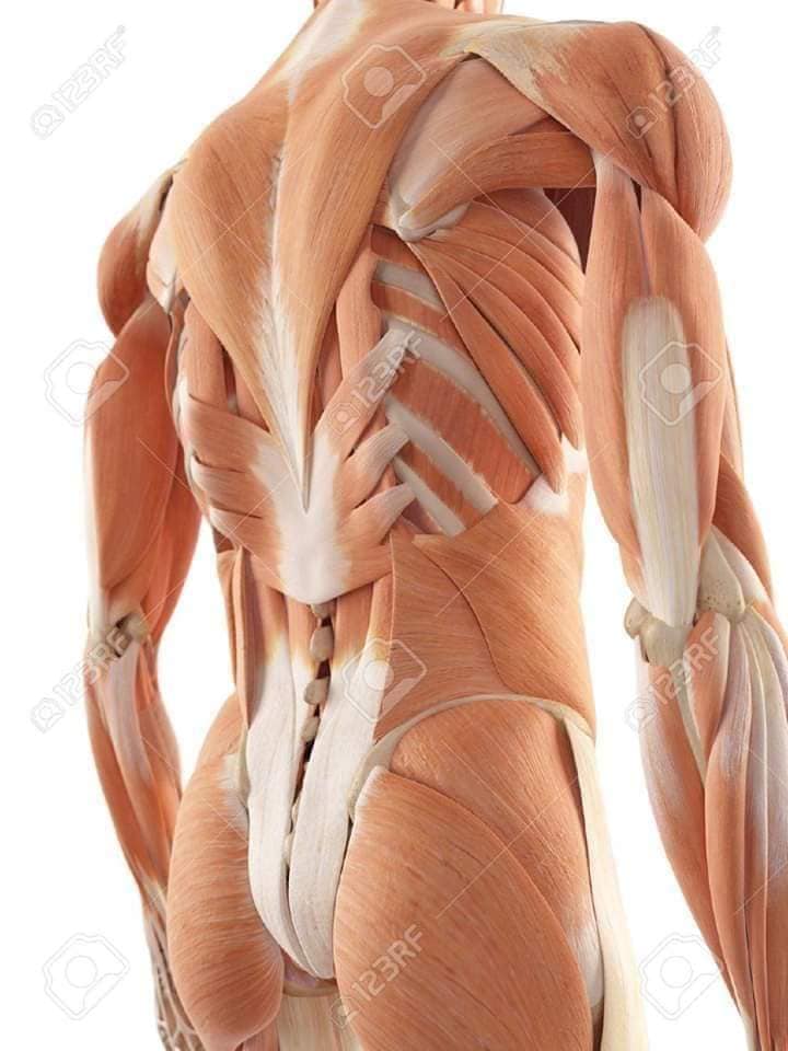 М'язові системи muscular-system129.jpg