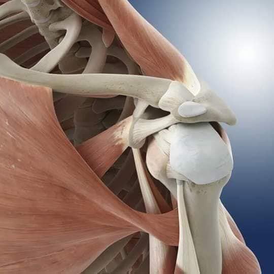 М'язові системи muscular-system13.jpg