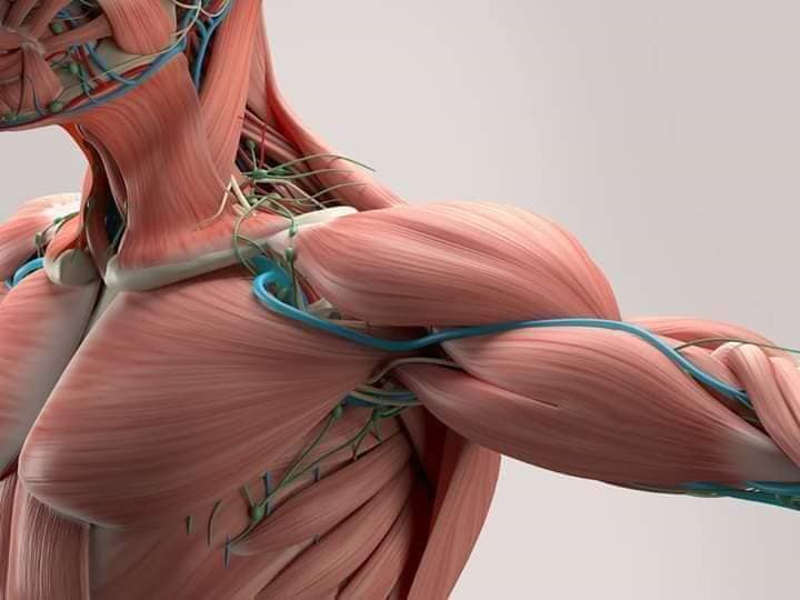 М'язові системи muscular-system14.jpg