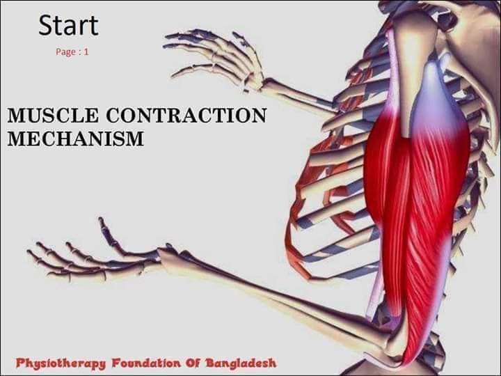 М'язові системи muscular-system15.jpg