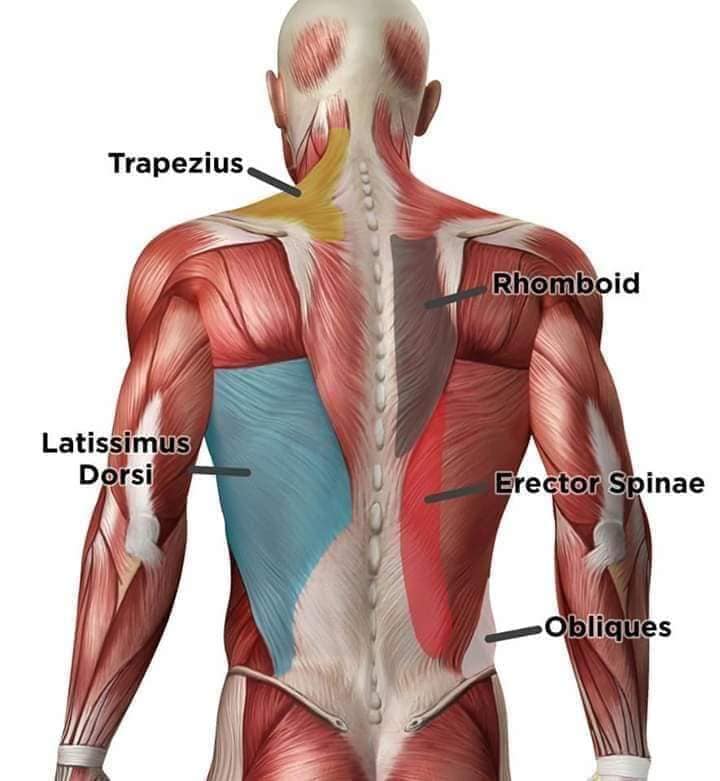 М'язові системи muscular-system16.jpg