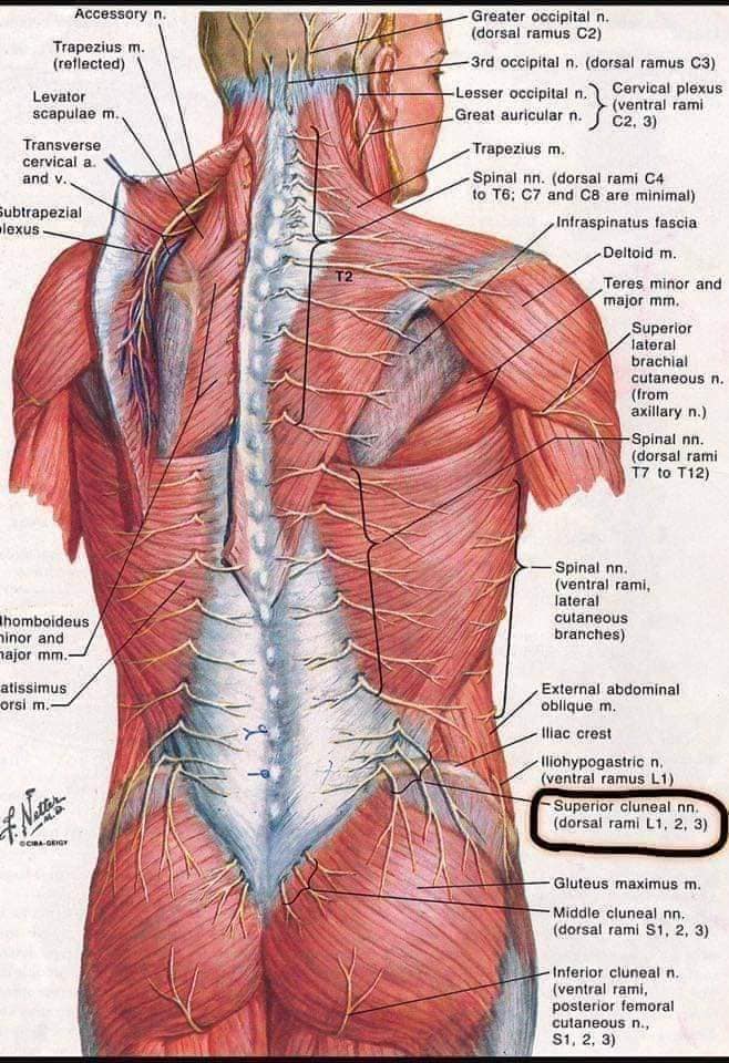 М'язові системи muscular-system18.jpg