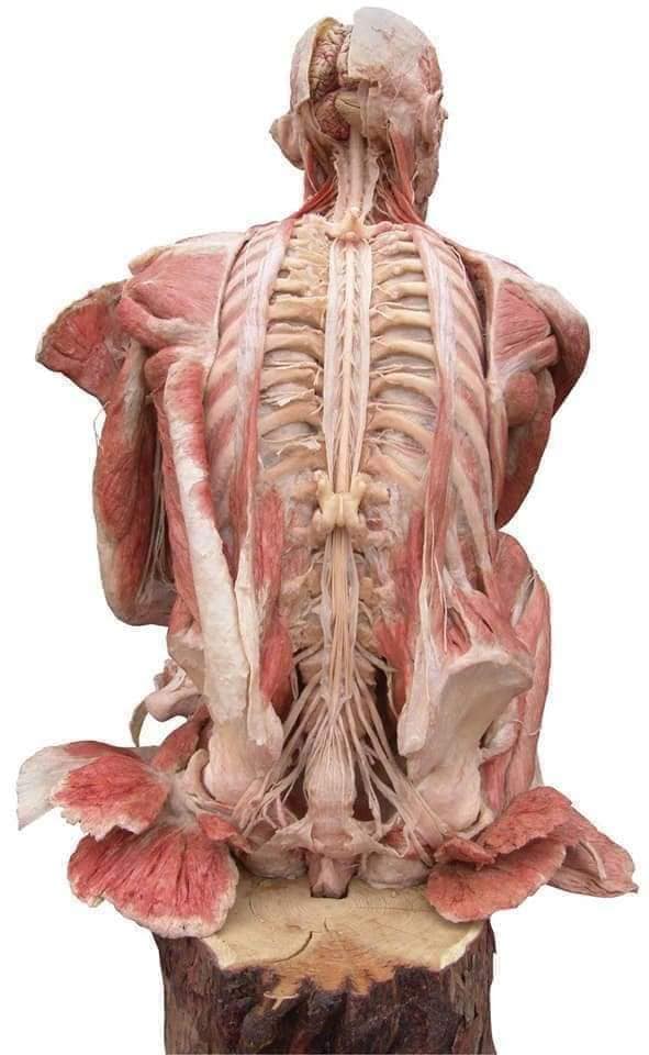 М'язові системи muscular-system19.jpg