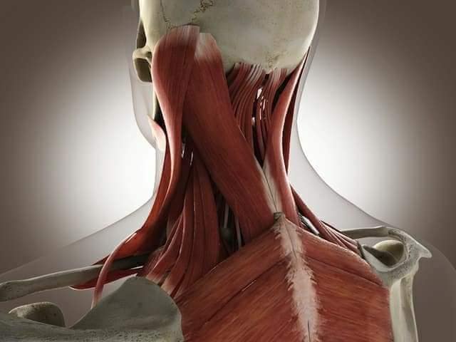 М'язові системи muscular-system2.jpg