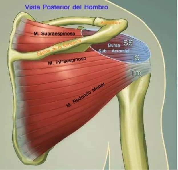 М'язові системи muscular-system20.jpg