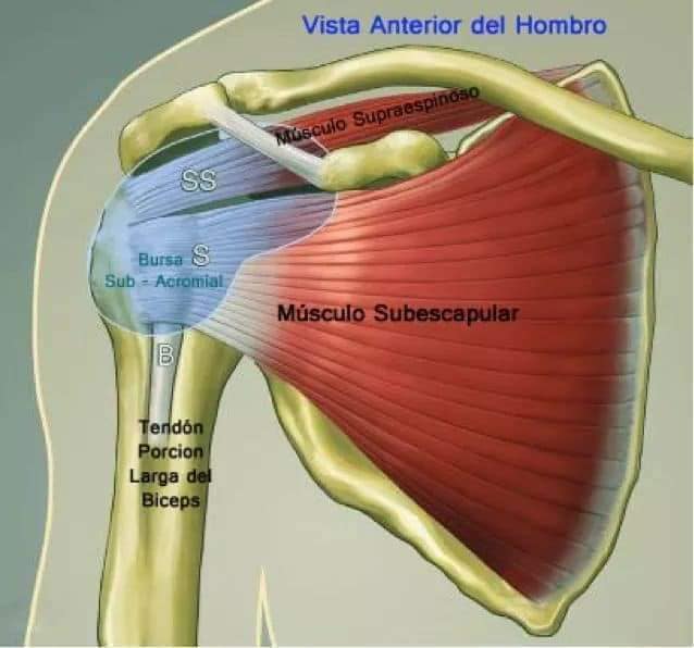 М'язові системи muscular-system21.jpg