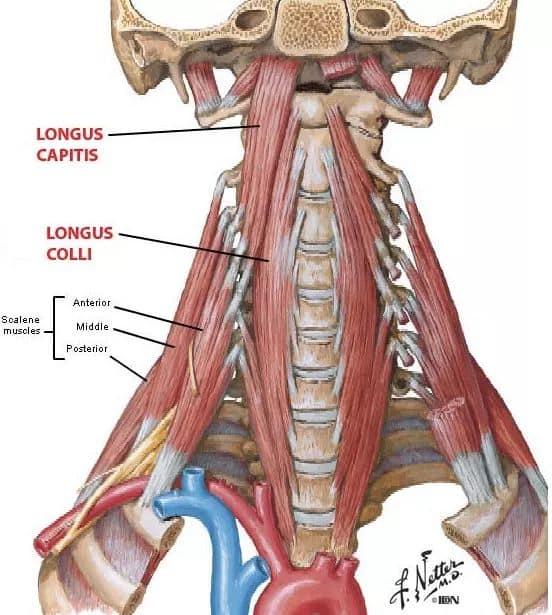 М'язові системи muscular-system22.jpg