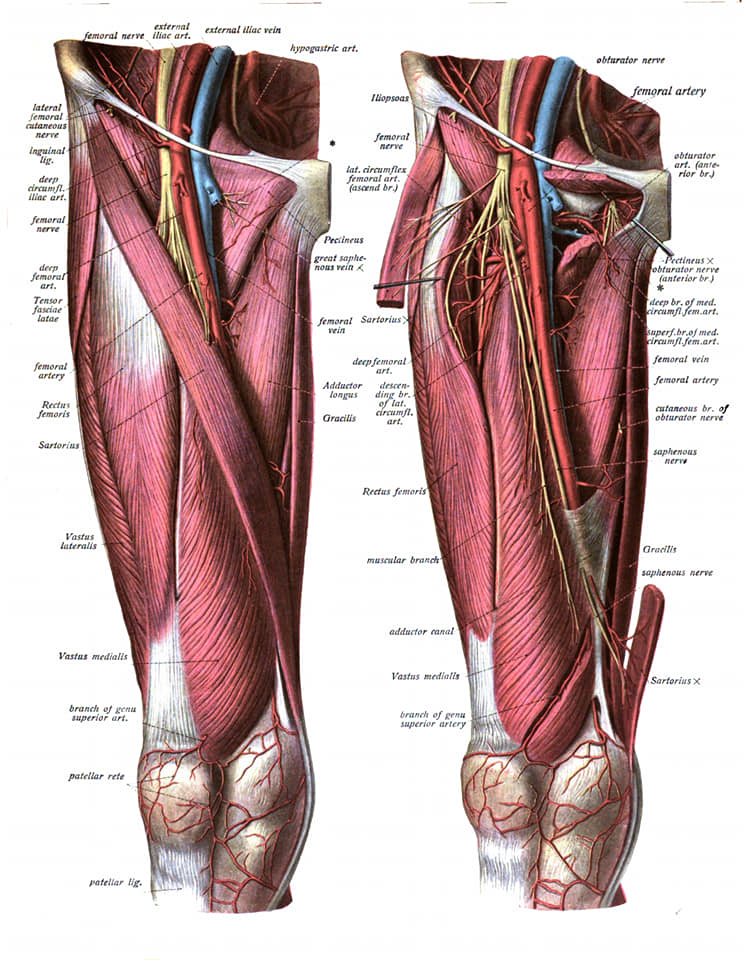 М'язові системи muscular-system25.jpg